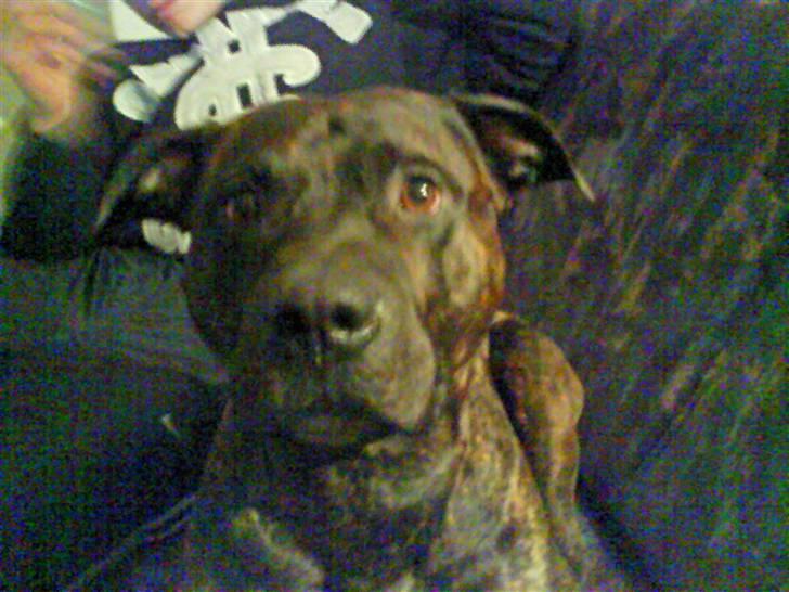 Amerikansk staffordshire terrier nicko billede 3