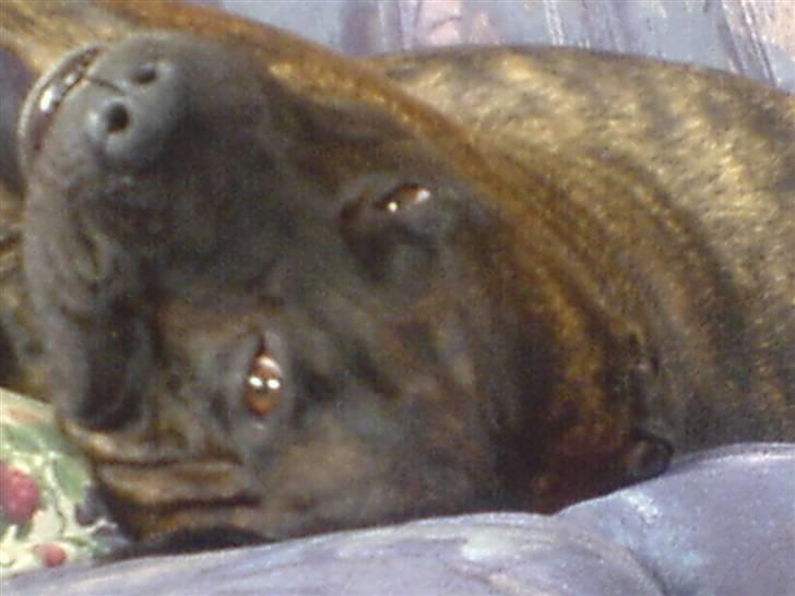 Amerikansk staffordshire terrier nicko billede 4