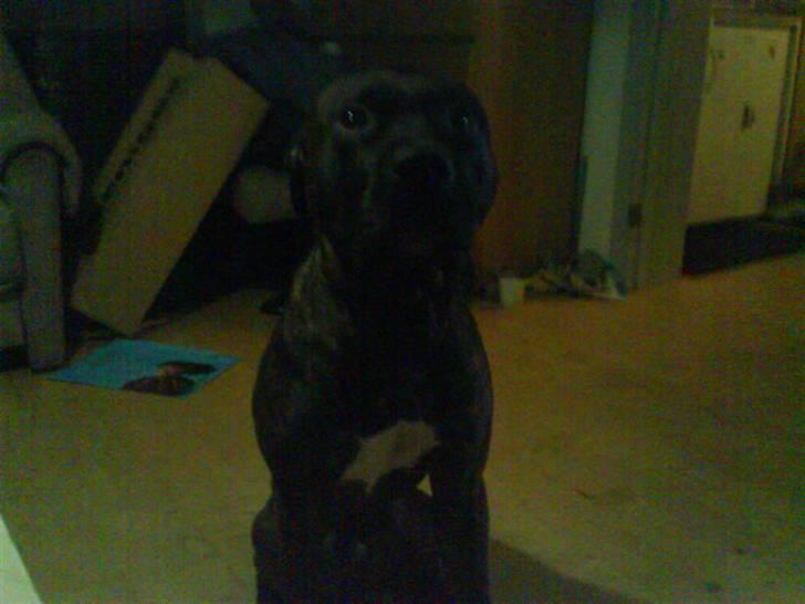 Amerikansk staffordshire terrier nicko billede 5