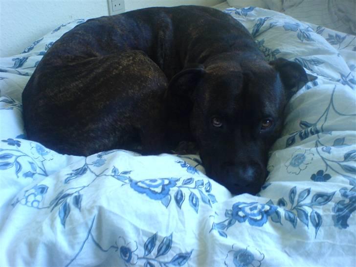 Amerikansk staffordshire terrier nicko billede 6