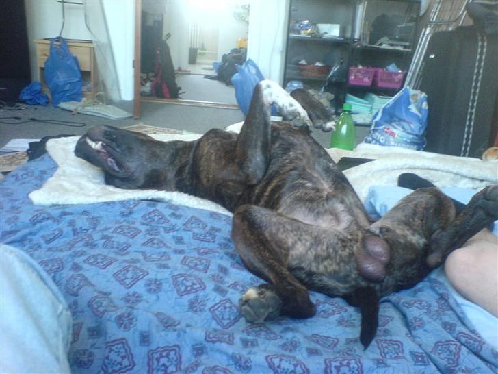 Amerikansk staffordshire terrier nicko billede 7