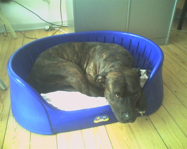 Amerikansk staffordshire terrier nicko billede 8