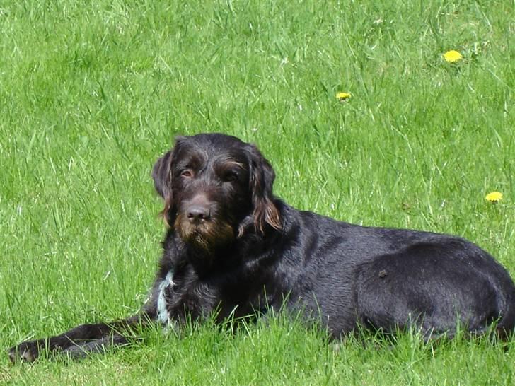 Blanding af racer König billede 1