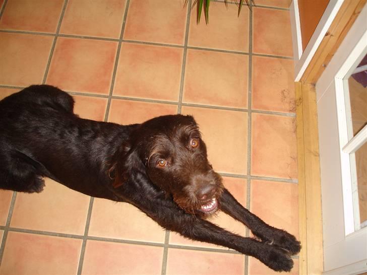 Blanding af racer König billede 2