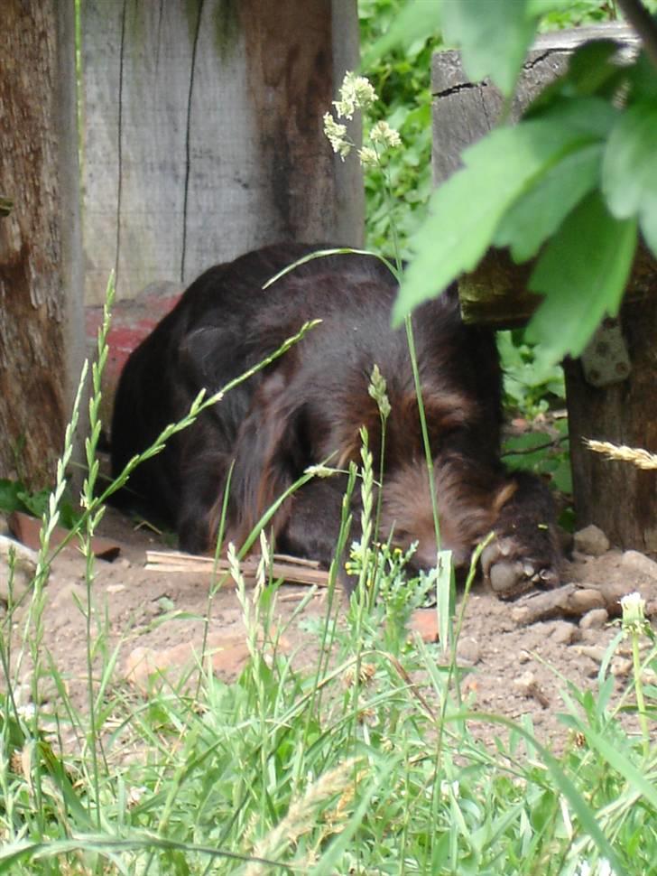 Blanding af racer König - Jeg tager mig lige en lille lur. billede 3