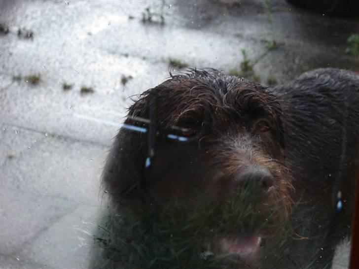 Blanding af racer König - Må jeg godt komme ind og ryste mig, her ude hjælper det nemlig ikke (: billede 4