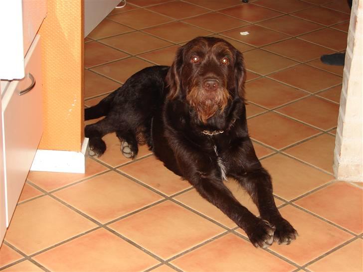 Blanding af racer König billede 5