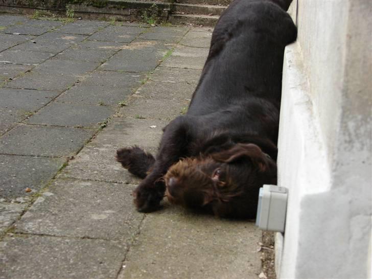 Blanding af racer König - Uh det klør lige lidt her billede 6