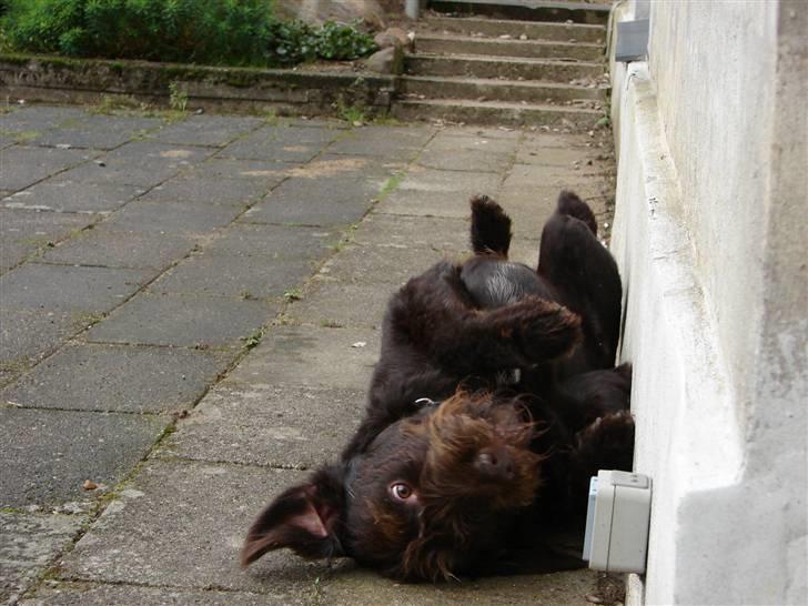 Blanding af racer König - Lidt gnuppe på ryggen  billede 7