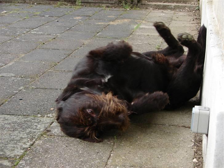 Blanding af racer König - Hvis jeg lige støder fra billede 8