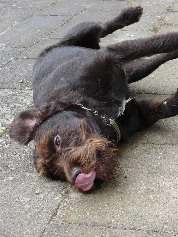 Blanding af racer König - uh det er bare dejligt billede 9