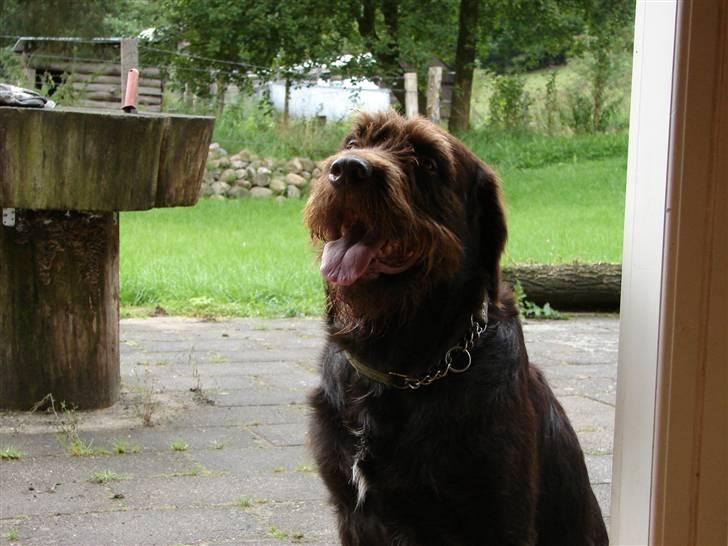 Blanding af racer König billede 10