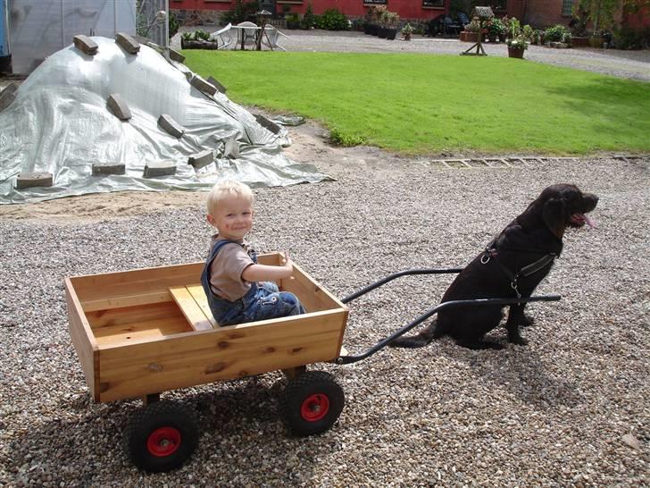 Blanding af racer König - Så er vi klar billede 11