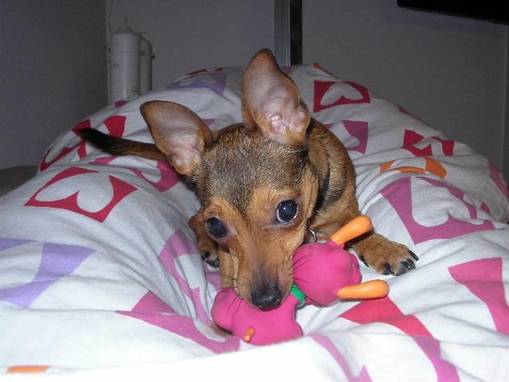 Blanding af racer Molly - Molly og hendes nye pivedyr :o) billede 17