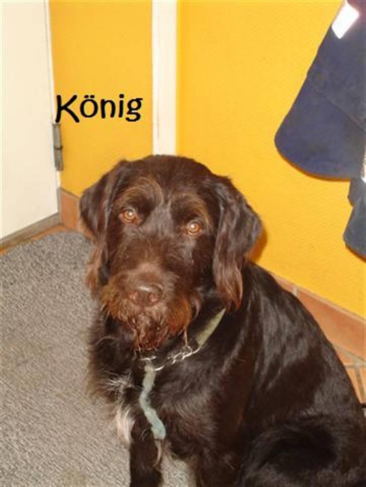 Blanding af racer König billede 12