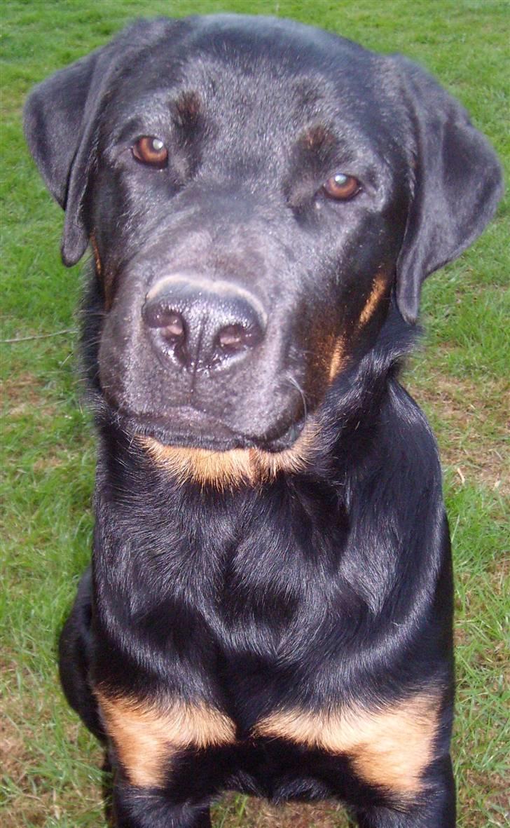 Rottweiler kenzo - Her er jeg lige blevet ½ år gammel billede 1