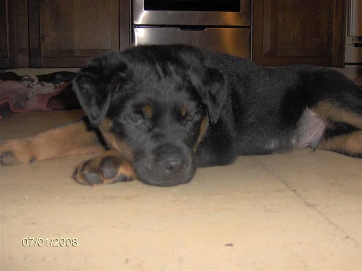 Rottweiler kenzo - tager lige en slapper billede 2