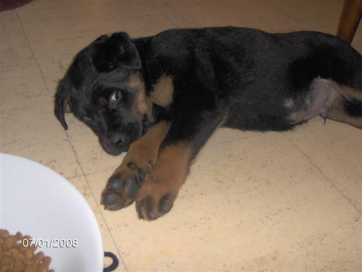 Rottweiler kenzo - det er hårdt og spise billede 3