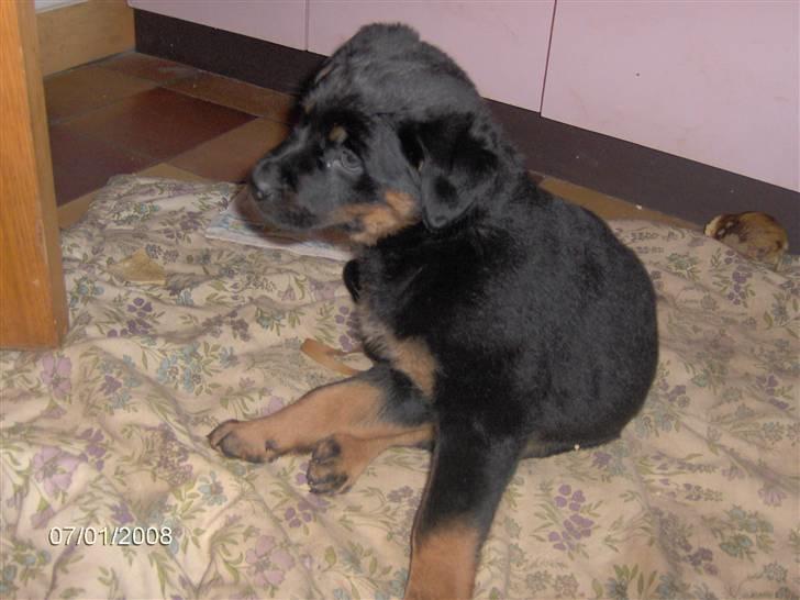 Rottweiler kenzo - skal lige klø sig billede 4