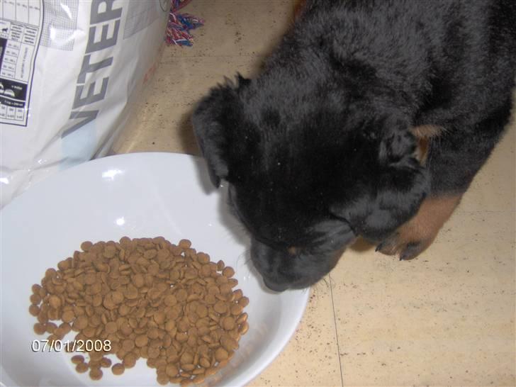 Rottweiler kenzo - skal til og spise billede 5