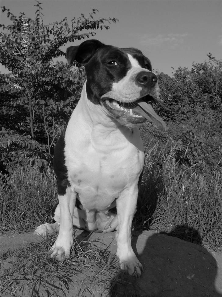 Amerikansk staffordshire terrier Baby - Stem hva i mener og ikke hvem i selv har fået stemmer a. billede 1