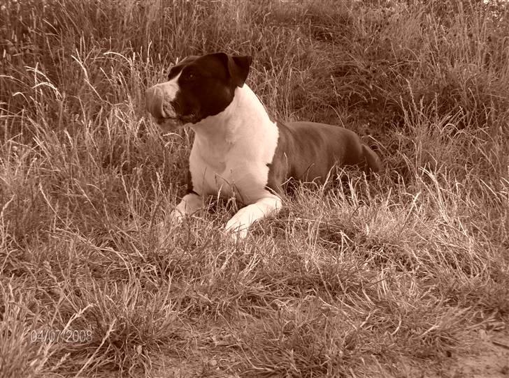 Amerikansk staffordshire terrier Baby billede 2