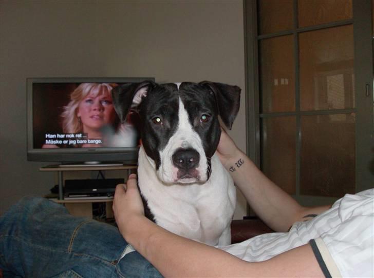 Amerikansk staffordshire terrier Baby billede 3