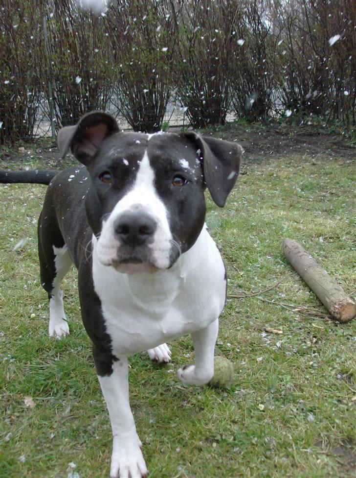 Amerikansk staffordshire terrier Baby billede 4