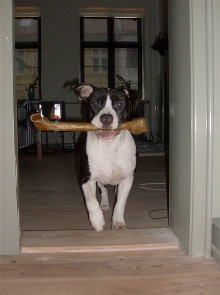 Amerikansk staffordshire terrier Baby billede 5