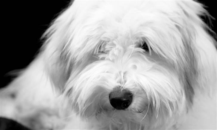 Coton de tulear Alfred - Alfred  billede 1