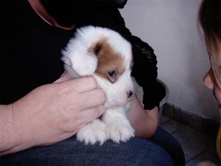 Coton de tulear Alfred - Alfred 5½ uger billede 2