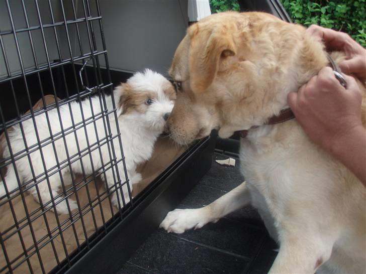 Coton de tulear Alfred - Det første møde med storebror Anton (labrador på 6 år) billede 3