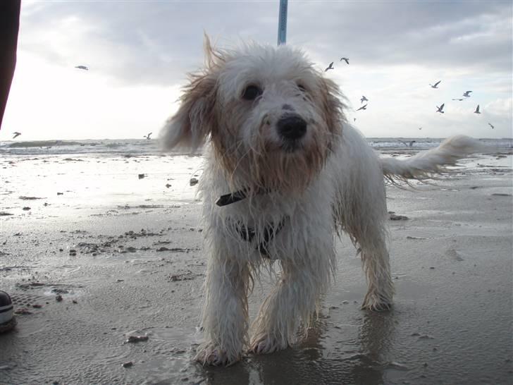 Coton de tulear Alfred - Alfred ved Vesterhavet 5 mdr. billede 4