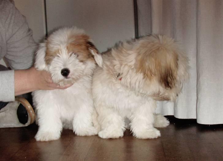 Coton de tulear Alfred - Alfred og hans kusine Mille billede 5