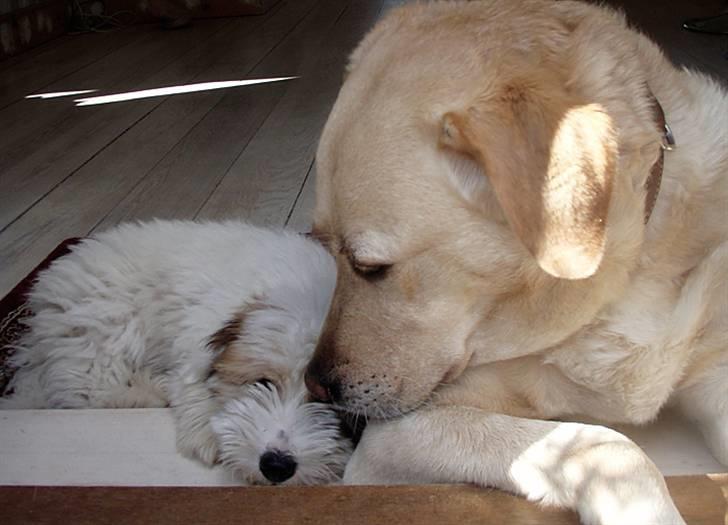Coton de tulear Alfred - Anton og Alfred ....bedste venner :o) billede 6