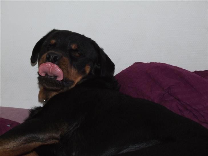 Rottweiler Tais billede 14