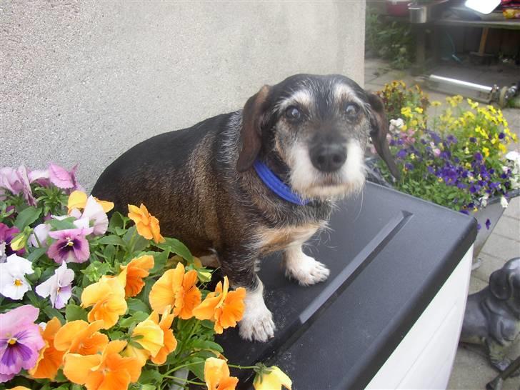 Blanding af racer Fister billede 1