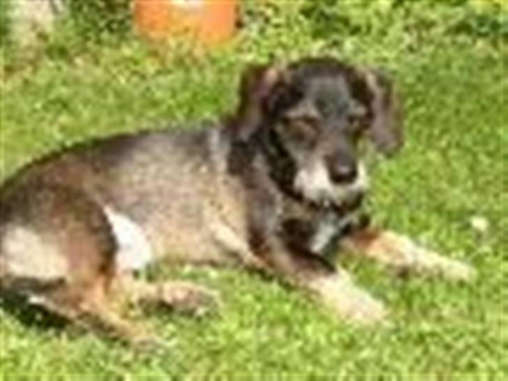 Blanding af racer Fister billede 2