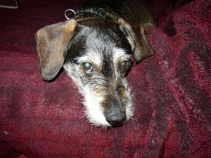 Blanding af racer Fister billede 3