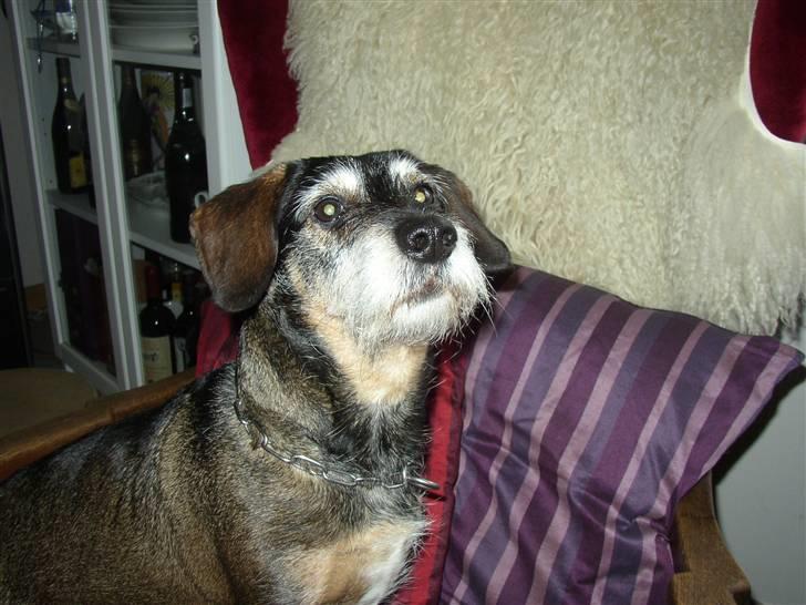 Blanding af racer Fister billede 4