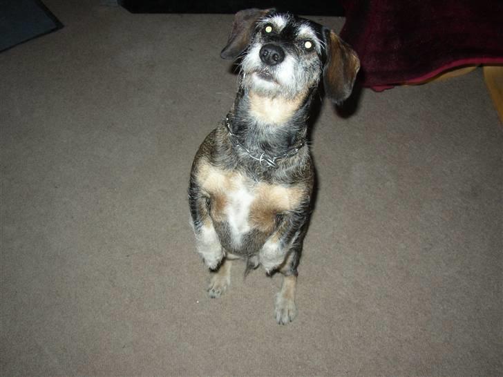 Blanding af racer Fister billede 5