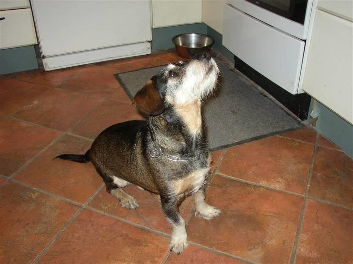 Blanding af racer Fister billede 6