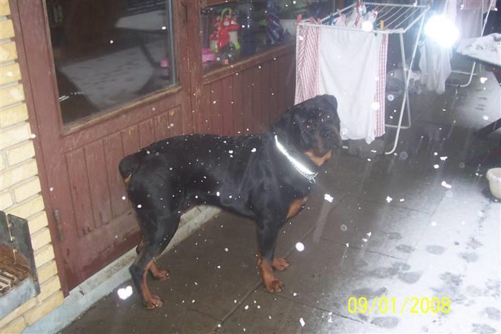 Rottweiler kato= Moars basse - Du mener ikk vi skal ud og lege i det her moar, jeg vil heller ind :O(    billede 19
