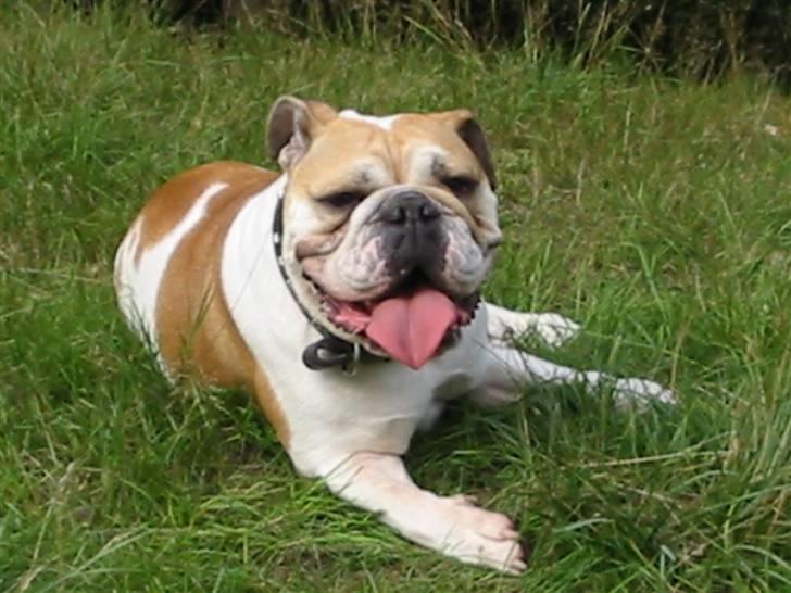 Engelsk bulldog Freja billede 1