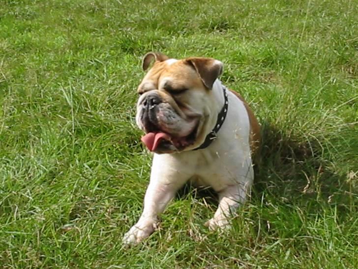 Engelsk bulldog Freja billede 2