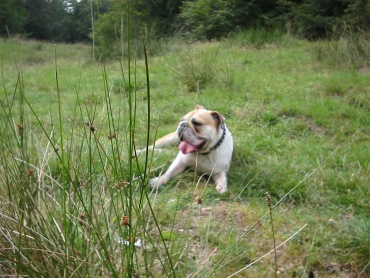 Engelsk bulldog Freja billede 3