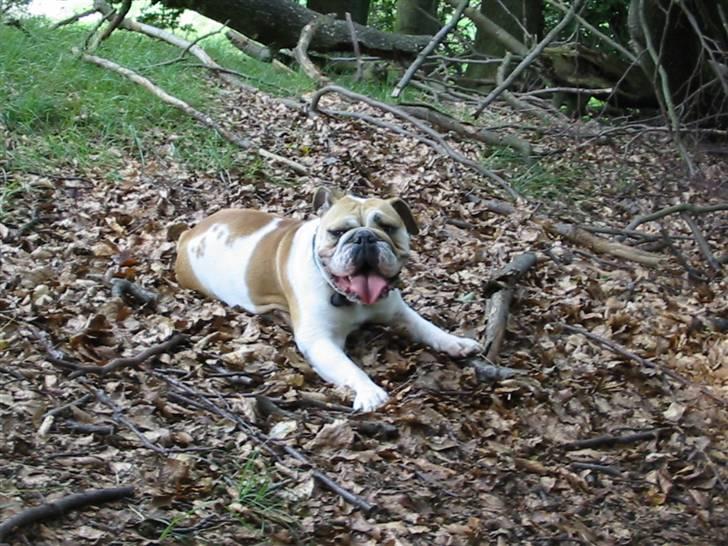 Engelsk bulldog Freja billede 4