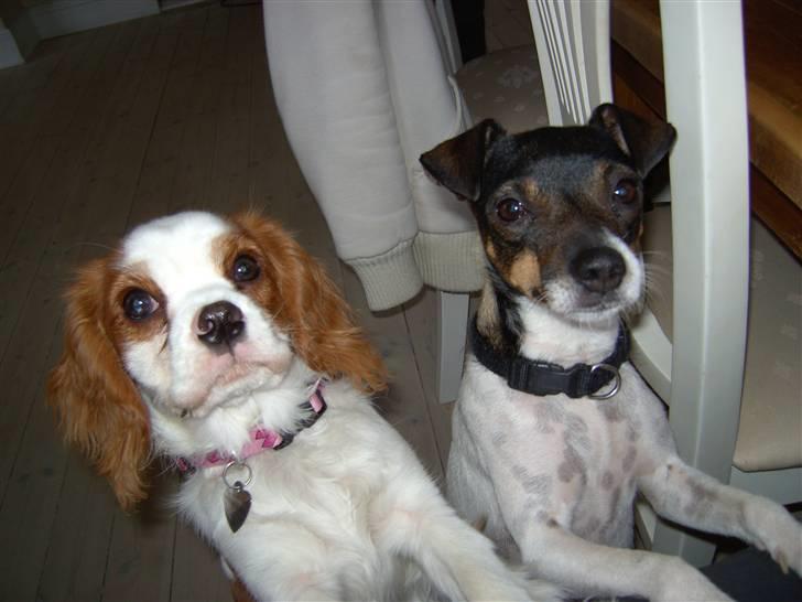 Cavalier king charles spaniel Lulu - Lulu sammen med Polly billede 6