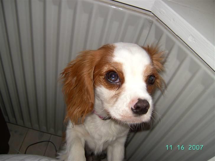 Cavalier king charles spaniel Lulu - Tag mig lige op. billede 7