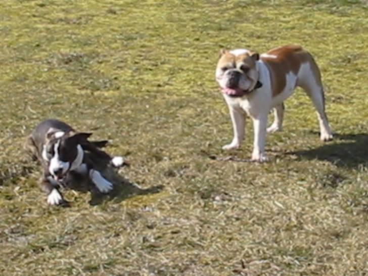 Engelsk bulldog Freja billede 5